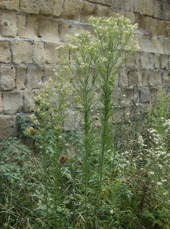 Erigeron canadensis / Saeppola canadese